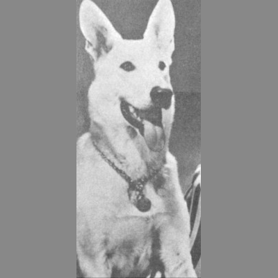 German Shepherd