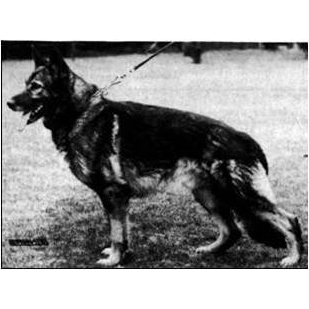 German Shepherd