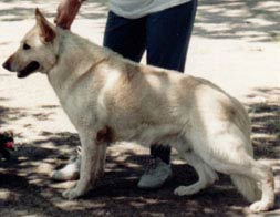 German Shepherd