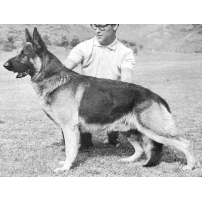 German Shepherd