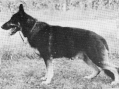 German Shepherd