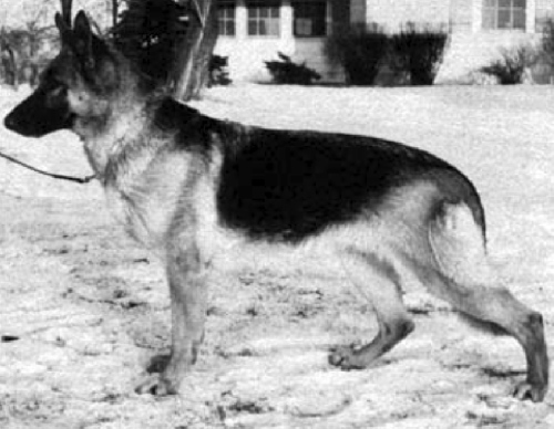 German Shepherd