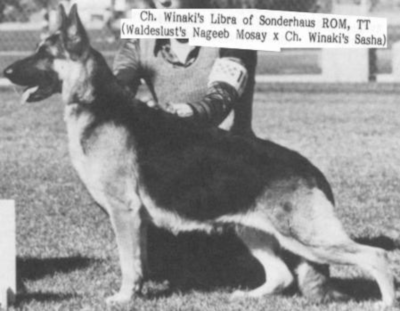 German Shepherd