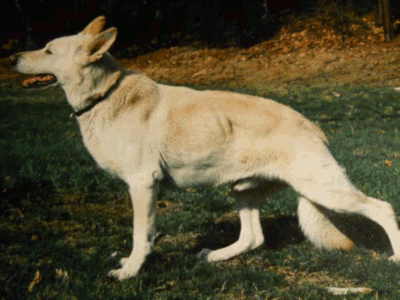 German Shepherd