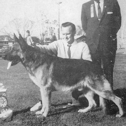 German Shepherd