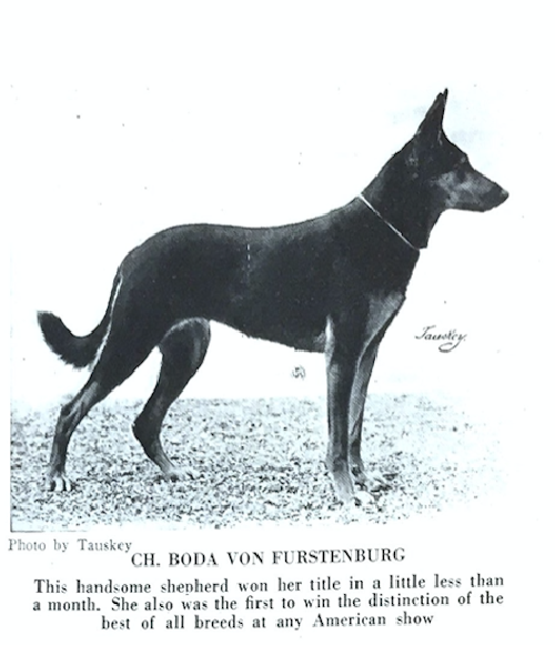 German Shepherd