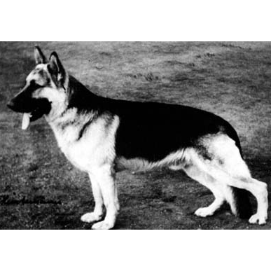 German Shepherd