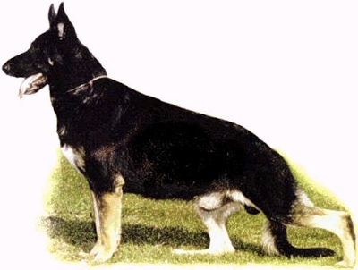 German Shepherd