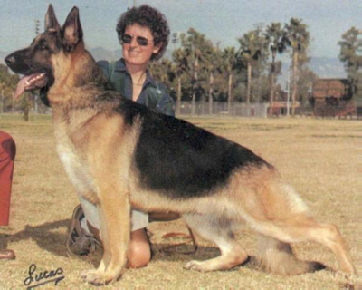 German Shepherd