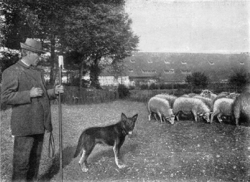 German Shepherd