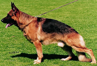 German Shepherd