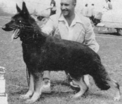 German Shepherd