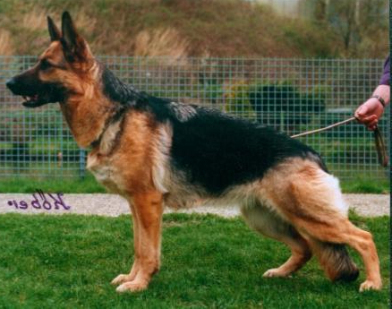 German Shepherd