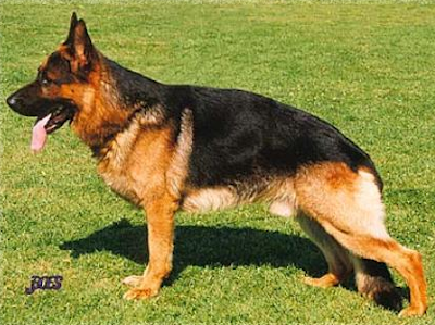 German Shepherd