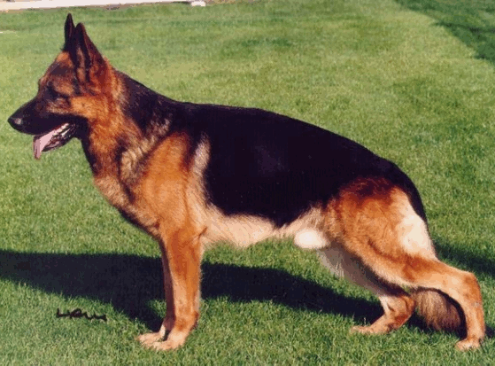 German Shepherd