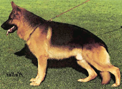 German Shepherd