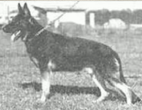 German Shepherd