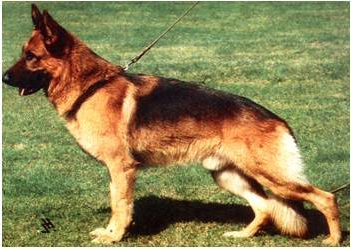 German Shepherd