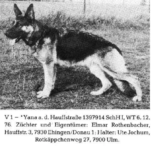 German Shepherd