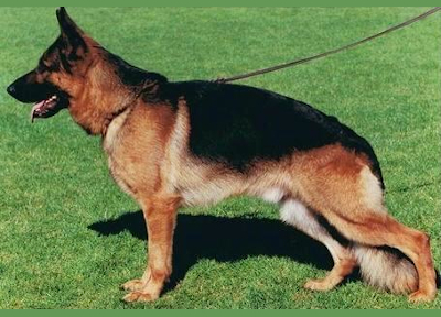 German Shepherd