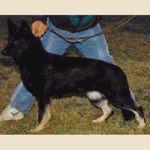 German Shepherd