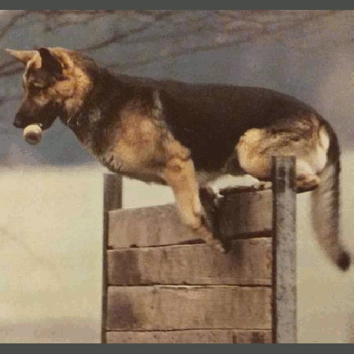 German Shepherd