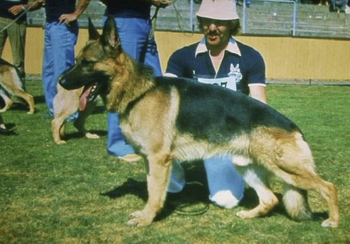 German Shepherd