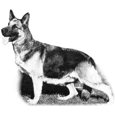 German Shepherd