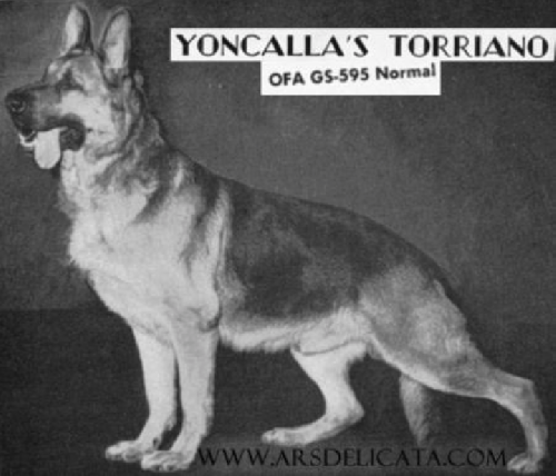 German Shepherd