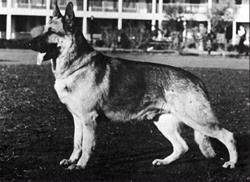 German Shepherd