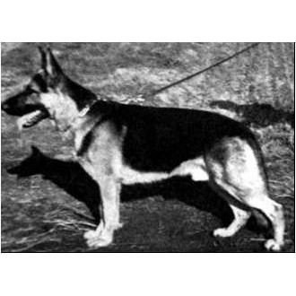 German Shepherd