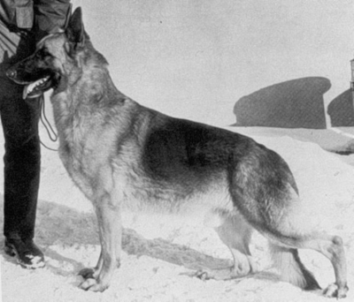 German Shepherd