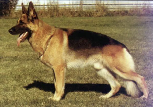 German Shepherd