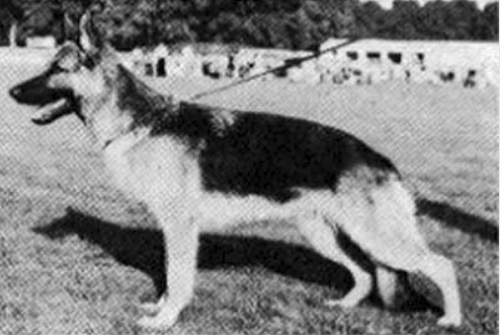 German Shepherd