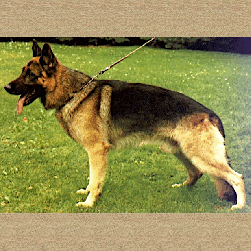 German Shepherd