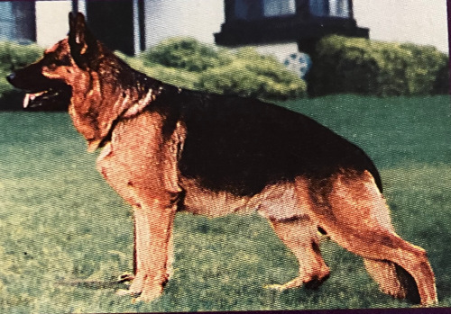 German Shepherd