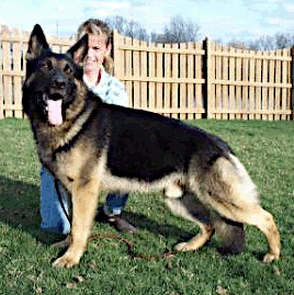 German Shepherd