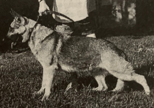 German Shepherd