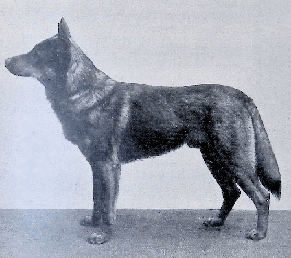 German Shepherd