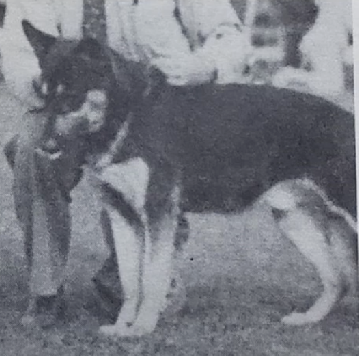 German Shepherd