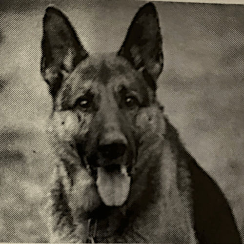 German Shepherd