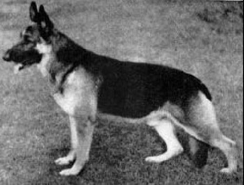 German Shepherd