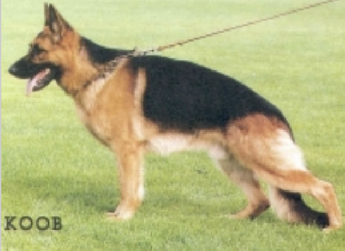 German Shepherd