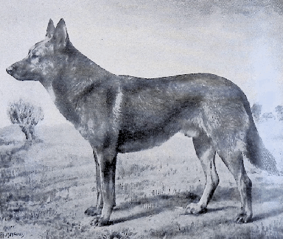 German Shepherd