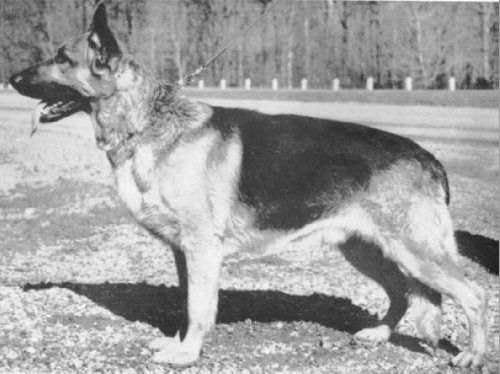 German Shepherd