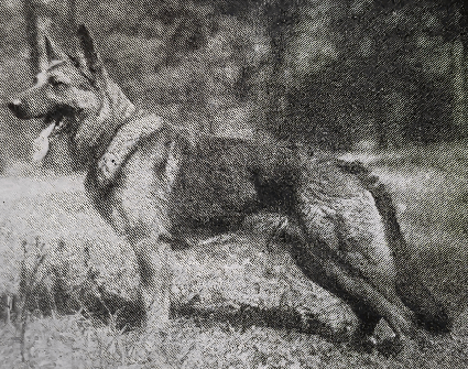 German Shepherd