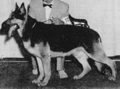 German Shepherd