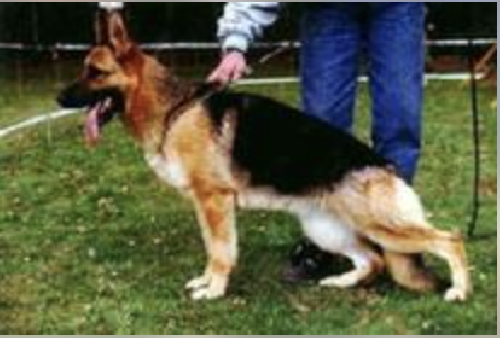 German Shepherd