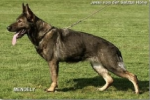 German Shepherd