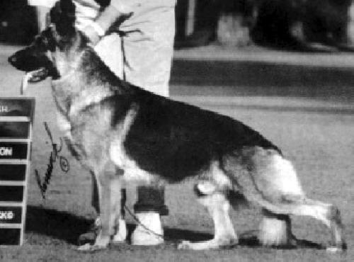 German Shepherd